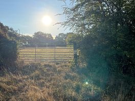 Morning views