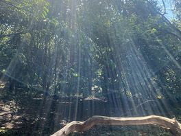 Lovely woods