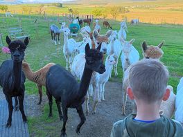 Alpacas