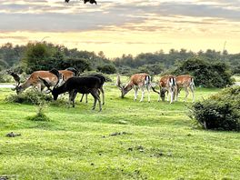 Stags on the common
