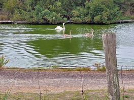 Watching the swan from my tent over looking the lake.