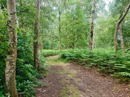 A walk through the woodland.