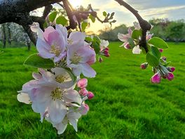 Orchard