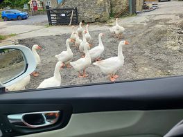 Resident geese