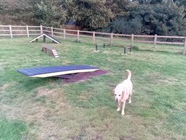 Dog agility