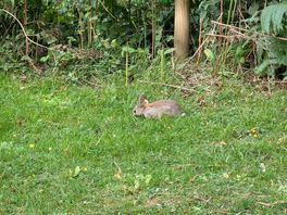 We saw rabbits and deer