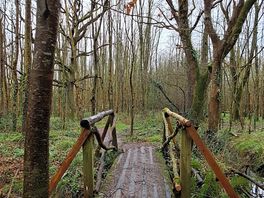 Wood area
