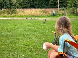 Chickens