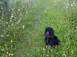 Neighbouring meadows