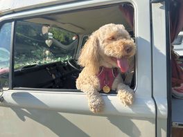 Dolly enjoying the view