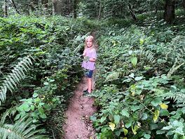 Woodland walk