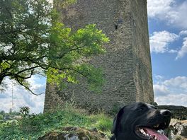 Doggy heaven