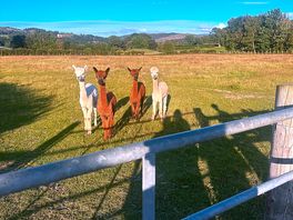 Alpacas