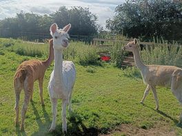 Alpaca's