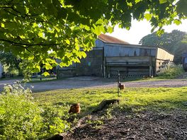 The farm’s chickens
