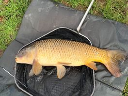 Nice carp