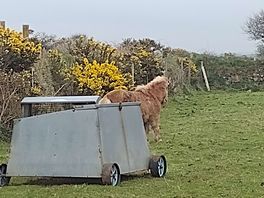 Farm life