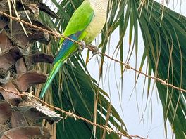 Beautiful birds