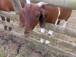Goats, pigs, alpacas and donkeys on site