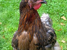 Resident happy hens!