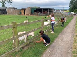 Animals on site