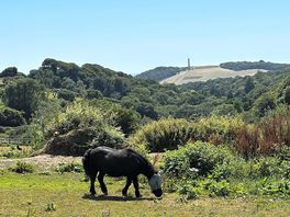 The local neighbours :-)
