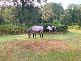 Woke to horses outside the tent