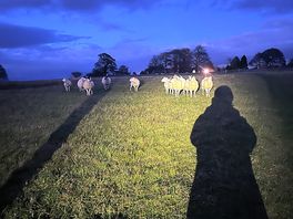 Watch out for sheep following you home 🤣