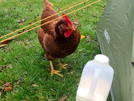 Loved the cheeky chickens!