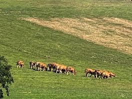 Campagne avec les vaches