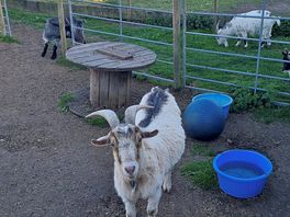 Friendly goat
