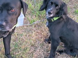 Happy puppies