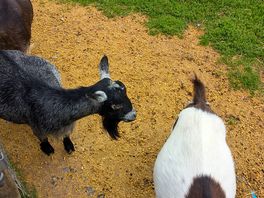 Fabulous goats.