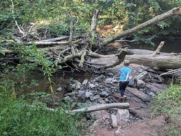 Fallen tree at river with shallow end to enjoy the water and have a view of the river.