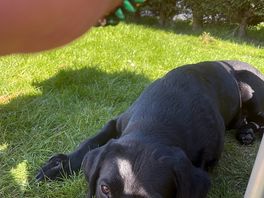 Me and my dog out in the sun