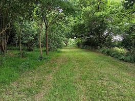 Nearby forest