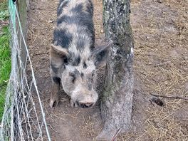 Pigs need love too.