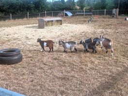 Goats