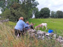 Feeding the donkeys on site