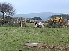 Farm life