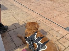 Watching the swimming
