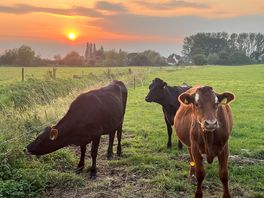 Cows!