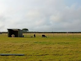 Alpacas!