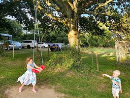 Tree swings