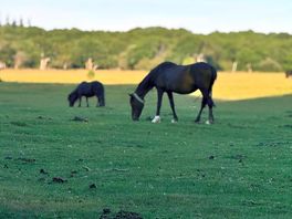 Watching the cattle literally footsteps away