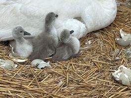 Lovely walk to abbotsbury to see the baby swans