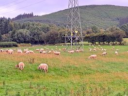 So many sheep