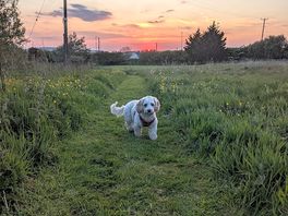 Nice dog walking section of campsite
