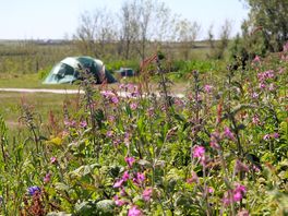 Wildflower friendly main field