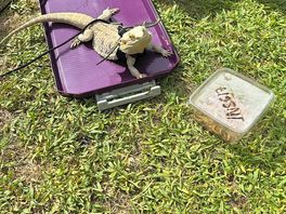 Kevin our bearded dragon
